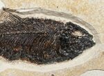 Exceptional Knightia Fossil Fish - inch Layer #13628-2